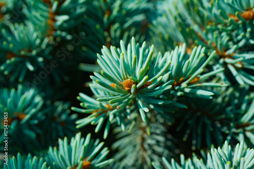 Christmas-tree background celebration  plant  macro  wood  season  christmas decorative  flora  fresh