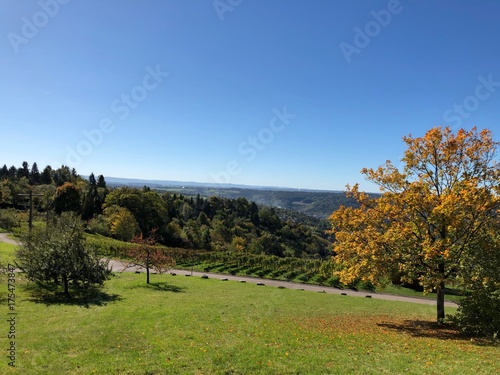 Vineyard in Fall