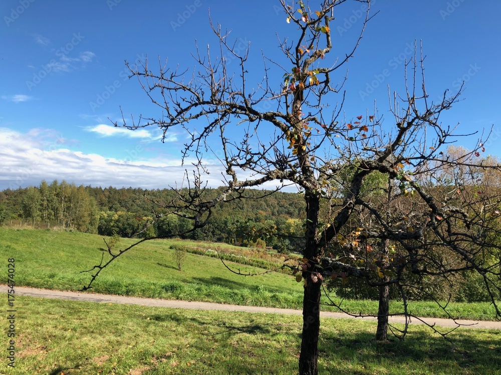 Old Apple Tree Old Apple Tree
