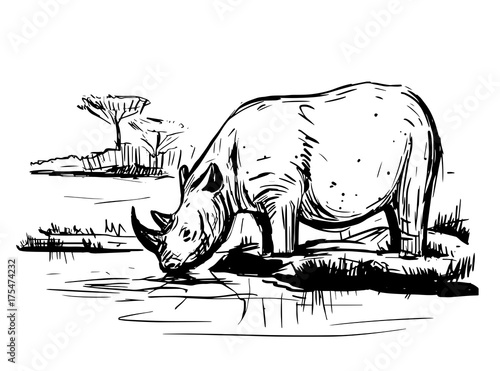 Sketch of rhinoceros
