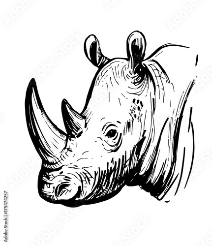Sketch of rhinoceros