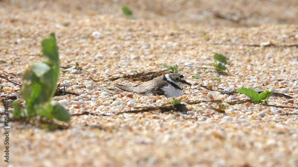 Little Ringed Plover (Charadrius dubius) a nest on the seashore Little Ringed Plover (Charadrius dubius) a nest on the seashore