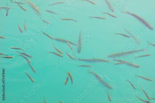 Soft focus. fishes swimming in the water background top view.
