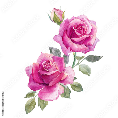 Watercolor roses composition © zenina