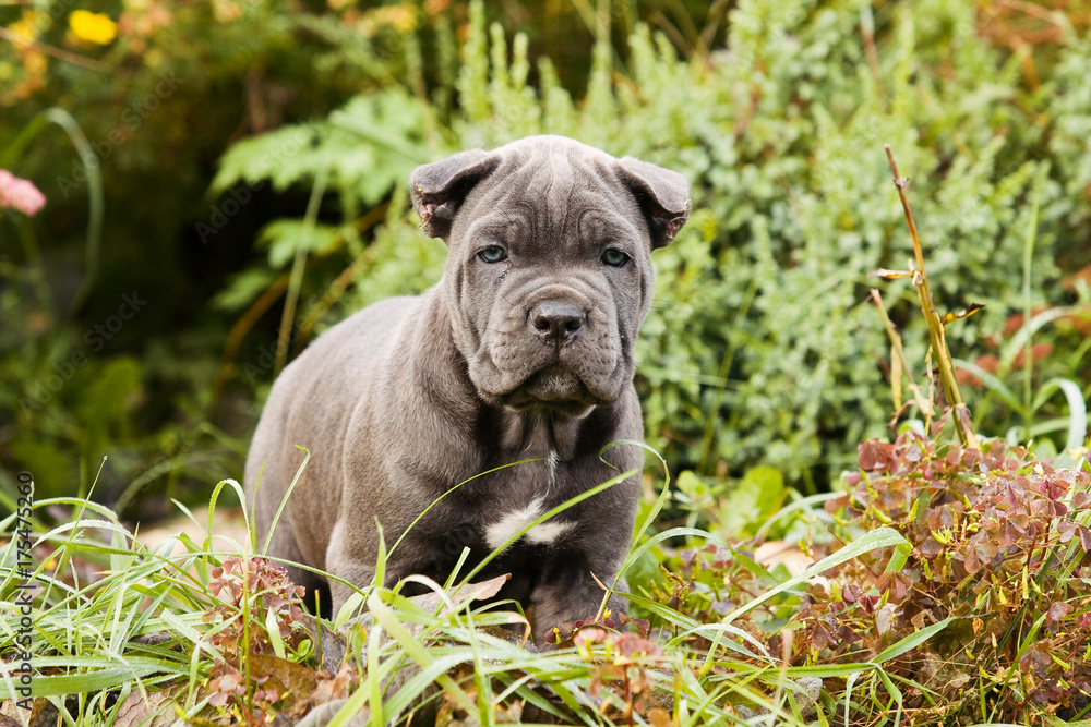 Puppy Cane Corso outdoors in summer in the grass