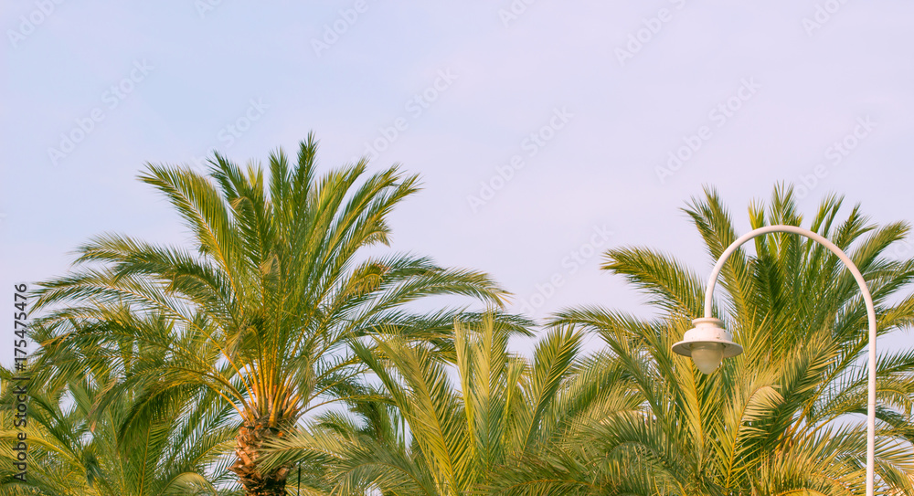 Palm trees against blue sky with street lamp, Palm trees at tropical coast, coconut tree,summer tree background. Palm trees against blue sky with street lamp, Palm trees at tropical coast, coconut tree,summer tree background.