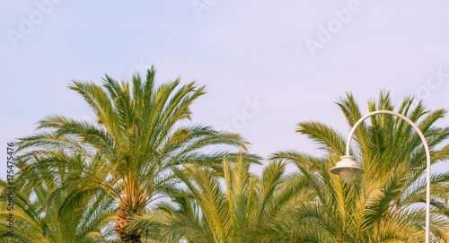 Palm trees against blue sky with street lamp  Palm trees at tropical coast  coconut tree summer tree background.