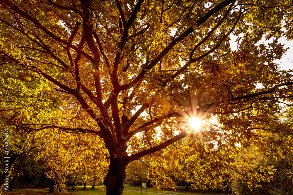 Fototapeta premium Luce Autunnale