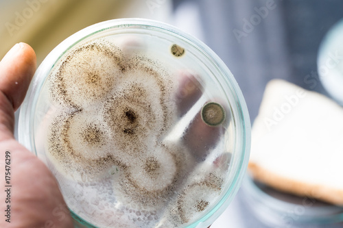 Fungus from bread in Petri dishes and medicine for education in laboratories.