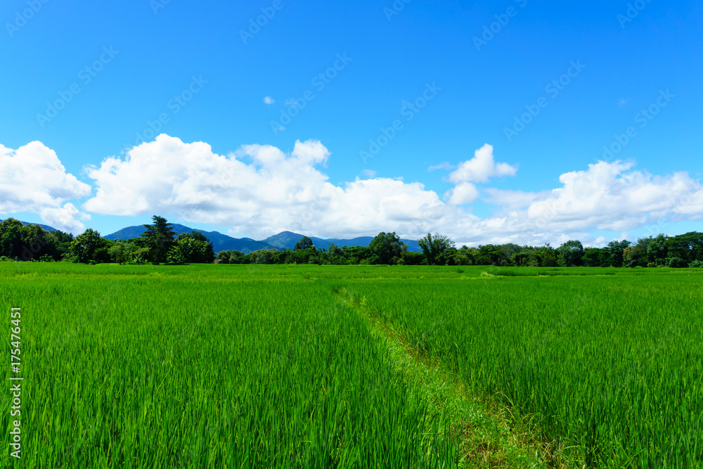 panorama landscape of rice paddy field with blue sky and cloud and tree background.