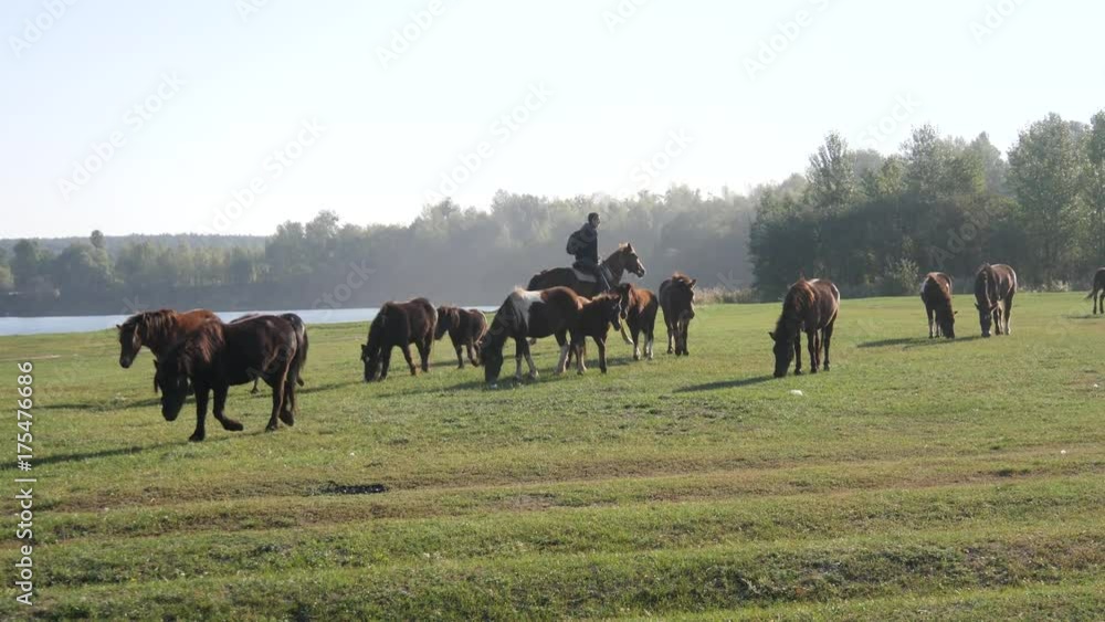 Herd of young horses on the pasture at sunny day. Herd of young horses on the pasture at sunny day.