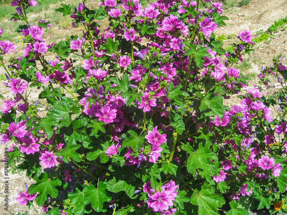 Fototapeta premium Hollyhock (Mallow)A beautiful bush of wildly growing pink flowers of Malva.