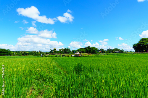 beautiful Rural bamboo bridge across the rice paddy fields with blue sky and fluffy cloud in sunny day at countryside. lampang  northern part of thailand. Bridge name  Sapan Boon Wat Pa That San Don 