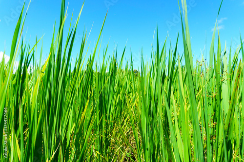 close up of organic rice green leaf in the rural rice paddy fields with blue sky and cloud at countryside of north region of thailand in sunny day. organic agriculture and organic food concept.