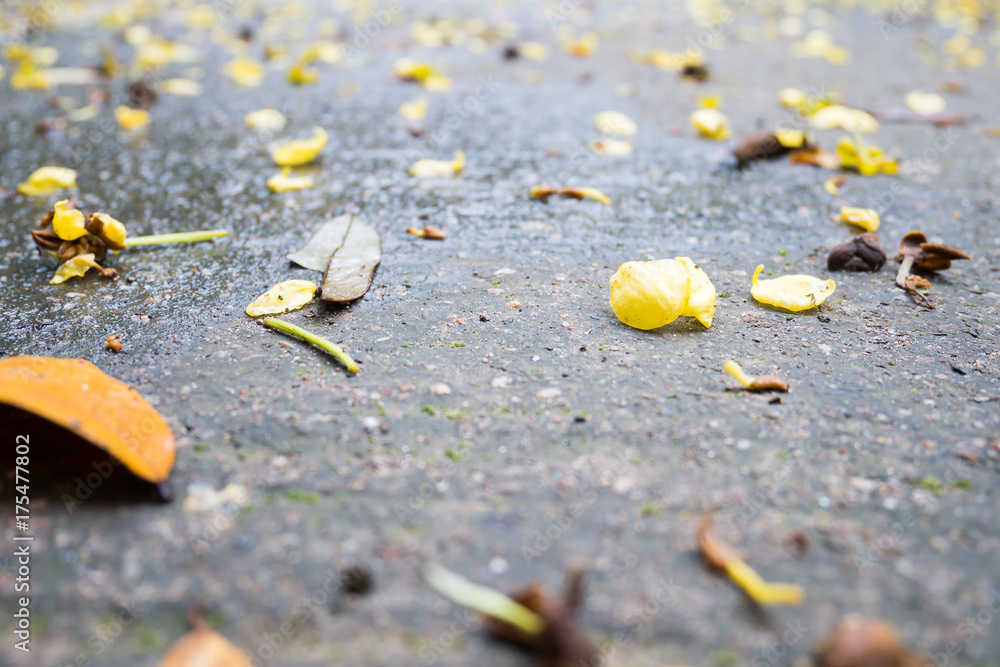 Dry leaf and flower falling on the ground.Nature background Dry leaf and flower falling on the ground.Nature background