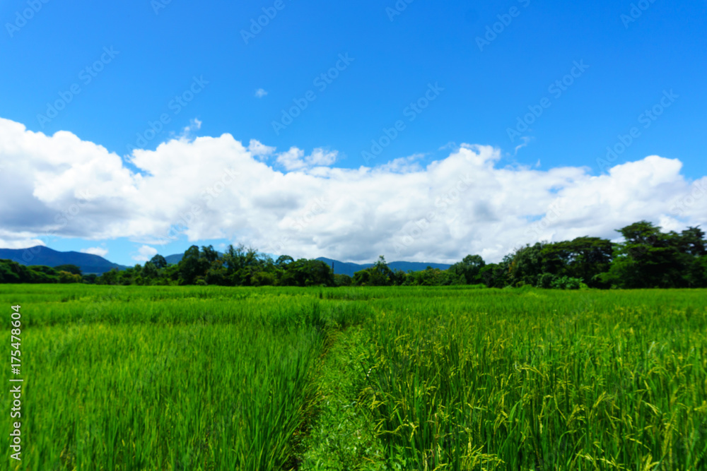panorama landscape of rural organic rice paddy field with blue sky and cloud and tree background at countryside of north part of thailand. lampang province. agriculture, organic food concept.