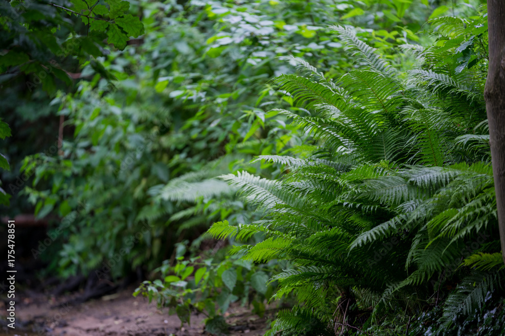 Fototapeta premium Dark forest background. Teutoburger Wald. Forest trees.