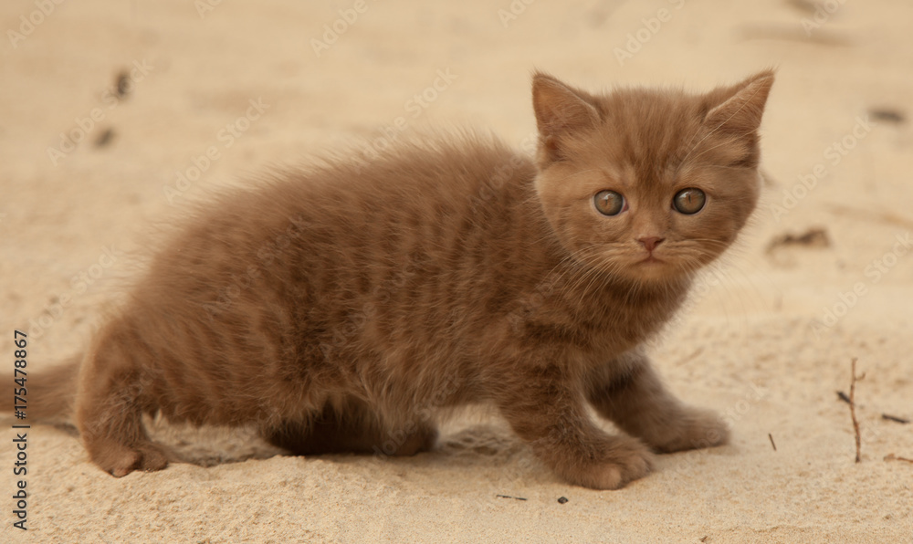 British short hair chocolate kitten, 1,5 month's old, outdoor.