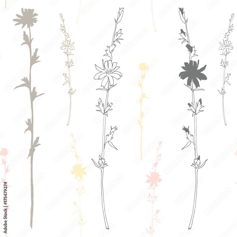 Floral vector seamless pattern with wild meadow chicory flowers. Hand drawn flowers on white background.