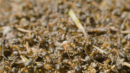 Ants building an anthill. Colony insects. Macro. Red forest ants. Anthill in the forest closeup