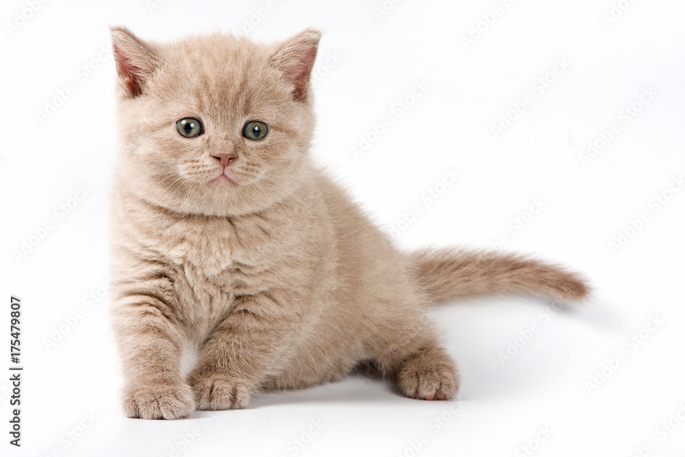 Fluffy kitten British cat (isolated on white) Fluffy kitten British cat (isolated on white)