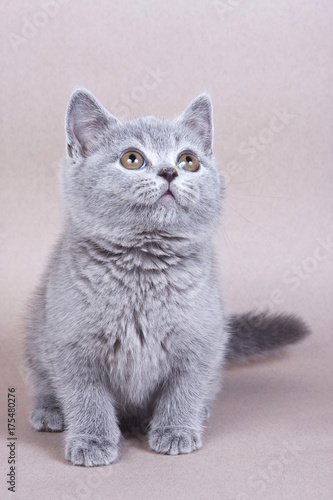 Fluffy kitty British cat on a gray background