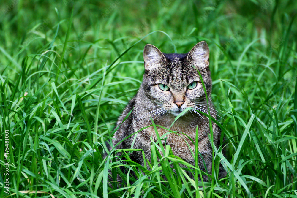 Cat in the grass.