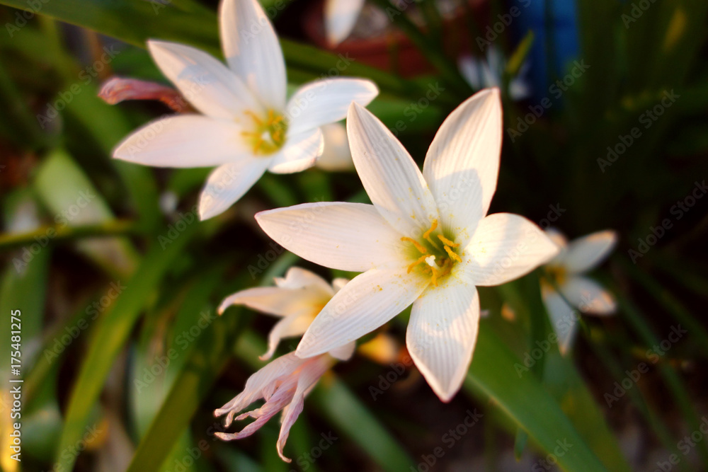 サフランモドキの花 サフランモドキの花