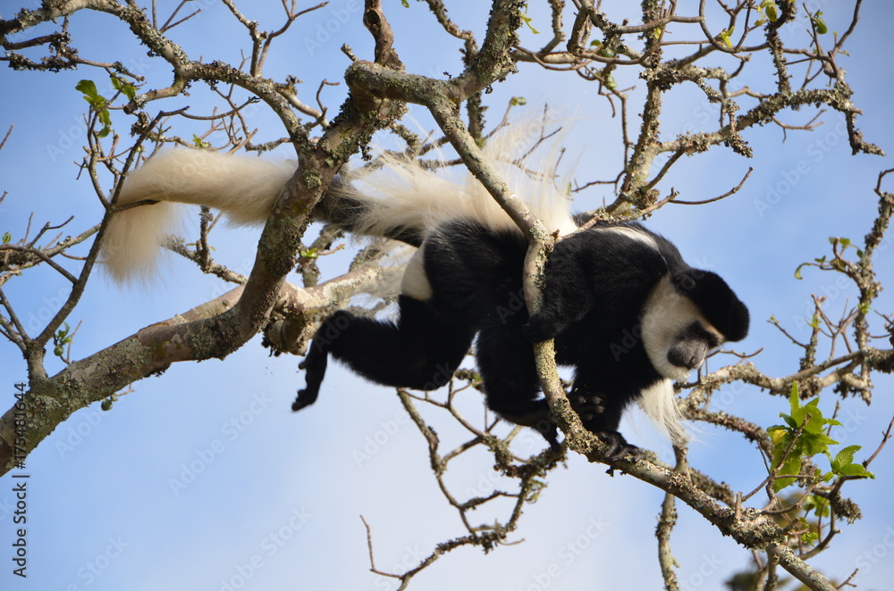 Fototapeta premium Colobus Affe