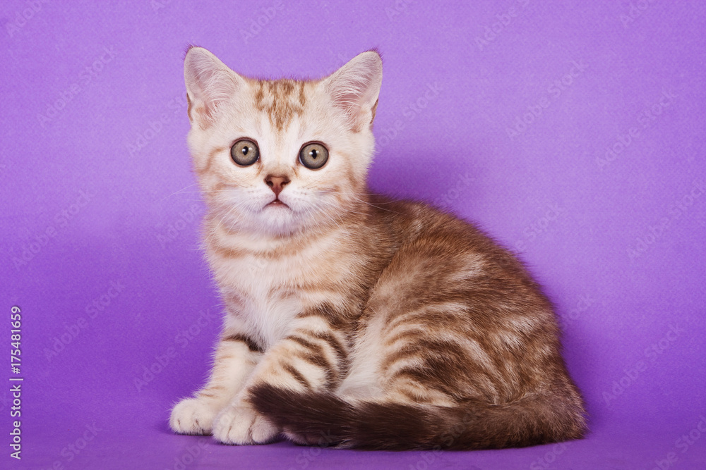 Fluffy tabby kitten of British cat on purple background