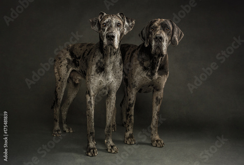 Two Merle Great Danes Standing