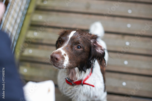 Dog looking up trustingly photo