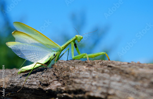 Bild auf Leinwand A bright green mantis with open wings. Closeup. Copy spaces.