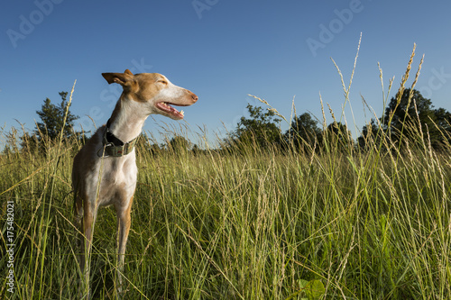 Obraz na płótnie Smiling Ibizan Hound