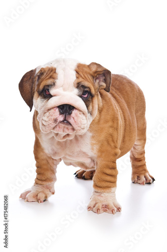 Cute english bulldog puppy (isolated on white)