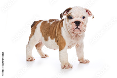 Cute english bulldog puppy  isolated on white 