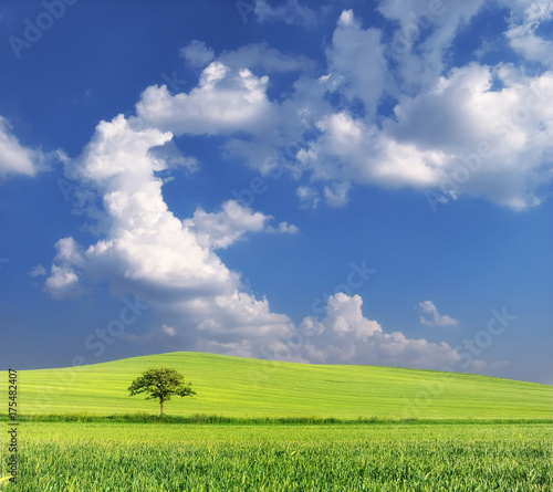 Green wheat field with lone tree and the blue cloudy sky, near Pannonhalma, Hungary - Green planet Earth