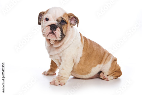 Cute english bulldog puppy (isolated on white)