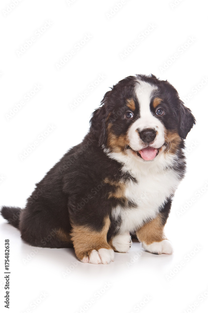 Cute Puppy Bernese Mountain Dog (isolated on white)