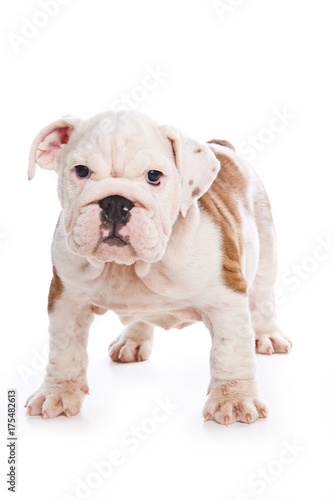 Cute english bulldog puppy (isolated on white)