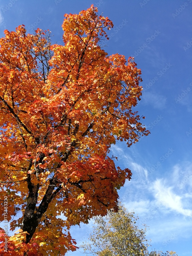 Farbenfroher Baum im Herbst Farbenfroher Baum im Herbst