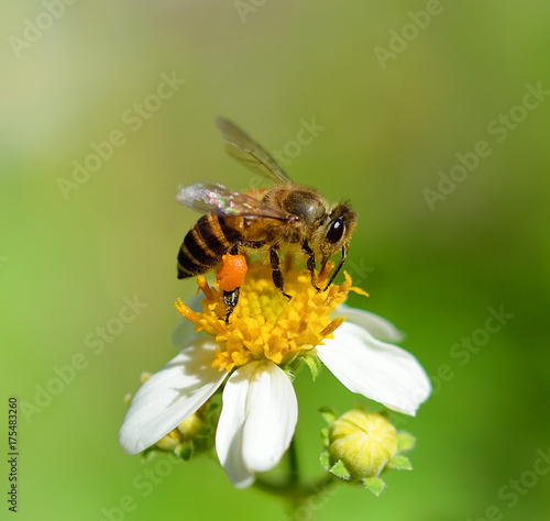 Bee on flower © Kanlaya