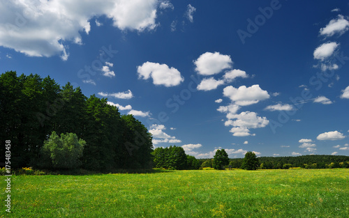 Forest meadow with wildflowers in the summer, Bakony, Hungary © markborbely