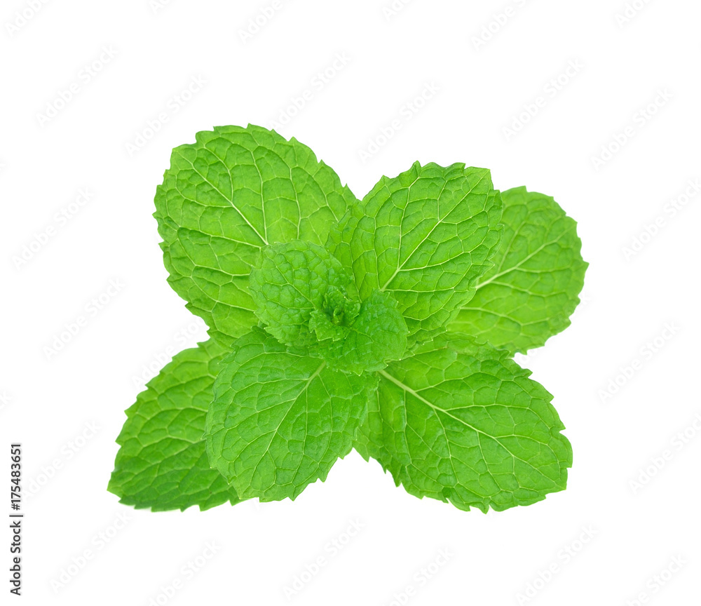 mint leaf on white background mint leaf on white background