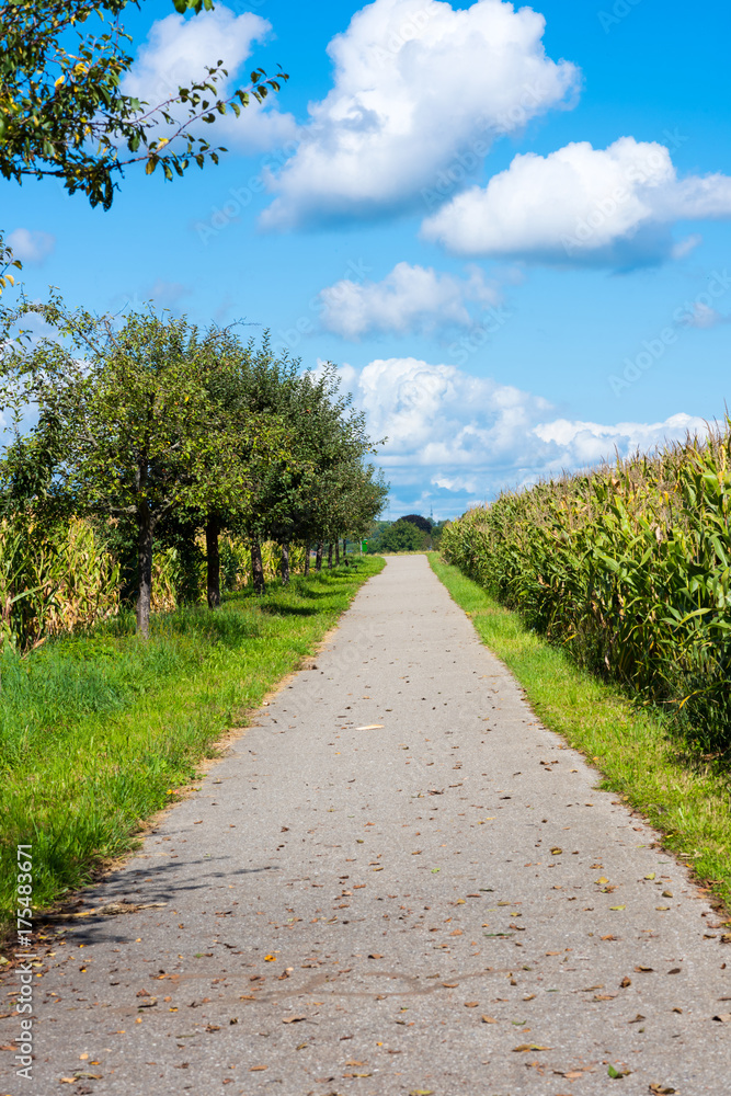 Landschaft mit einem Weg inmitten von Maisfeldern und Obstbäumen vor blauem Himmel mit Wolken im Spätsommer. Landschaft mit einem Weg inmitten von Maisfeldern und Obstbäumen vor blauem Himmel mit Wolken im Spätsommer.