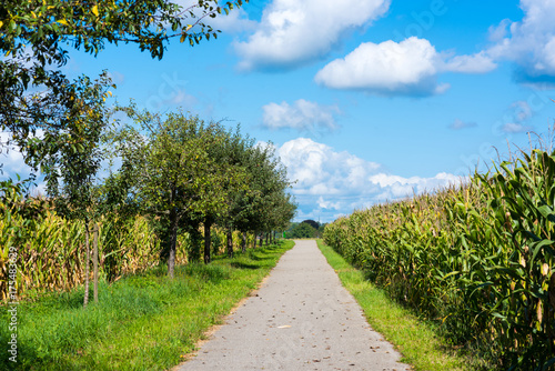 Landschaft mit einem Weg inmitten von Maisfeldern und Obstbäumen vor blauem Himmel mit Wolken im Spätsommer. © mofupic