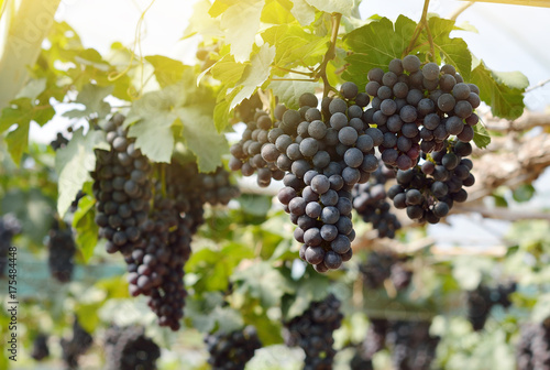 Vine of grapes under the sun