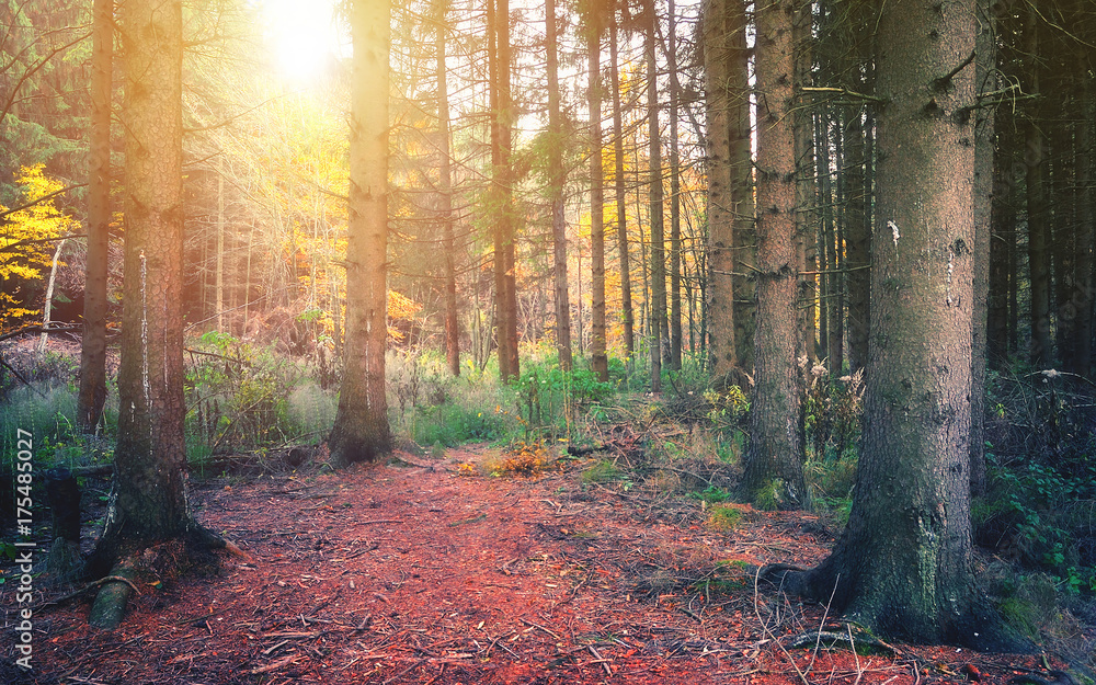Obraz premium Pine Forest in Autumn, Hungary