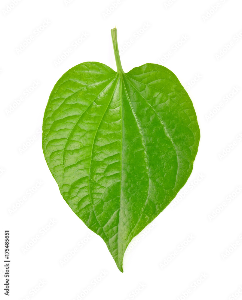 Betel leaf on isolated background. Betel leaf on isolated background.