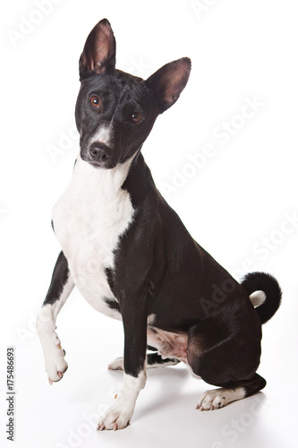 Puppy Basenji sitting and raising his paw  isolated on white 